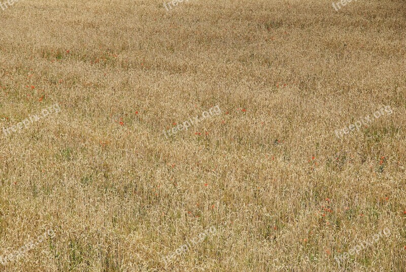 Field Wallpaper Poland Harvest Summer