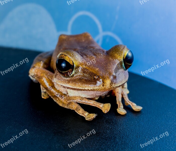 Tree Frog Anuran Frog Amphibians Free Photos