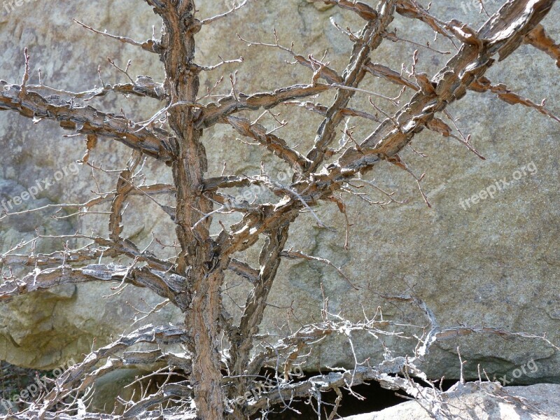 Branch Tree Nature Old Tree Roche