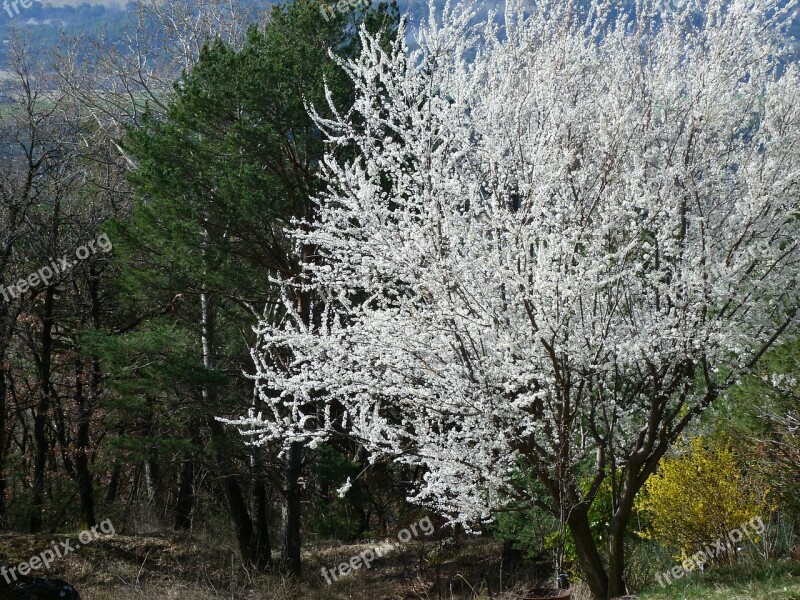 Landscape Tree Flowering Flowers White