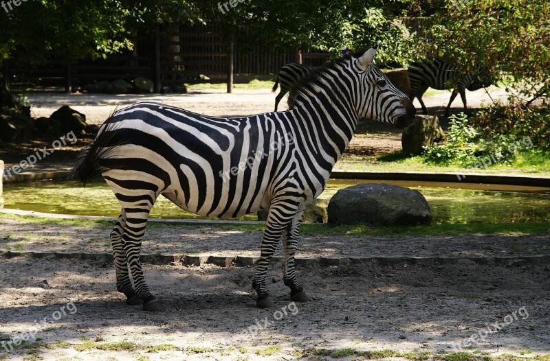 Zebra Mammal Animals Zoo Mammals