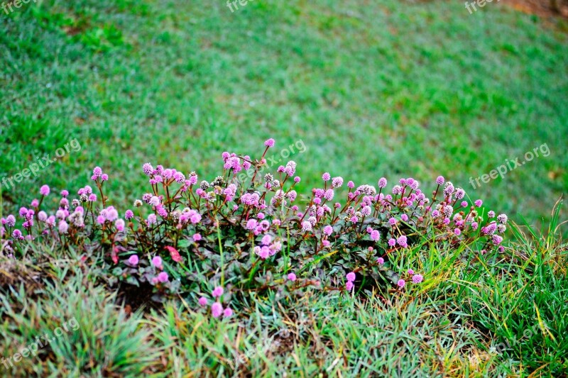 Flowers Blossoms Park Nature Garden