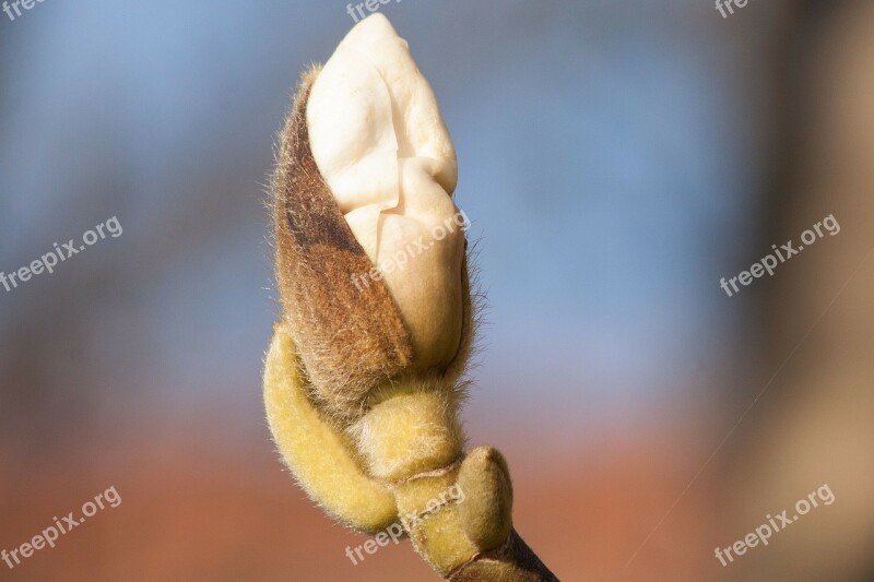 Magnolia Blossom Bloom White Bush