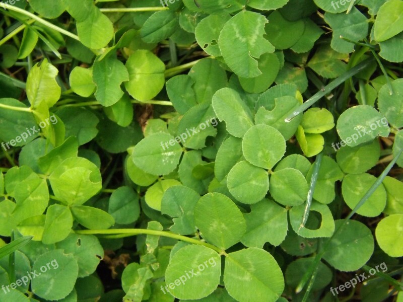 Clover Green Leaves Charm Lucky