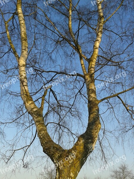 Tree Aesthetic Bark Branches Nature