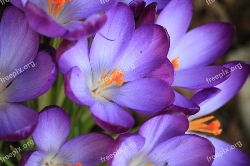 Crocus Flower Spring Purple Blossom