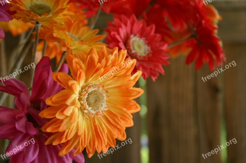 Gerber Gerber Daisy Bouquet Pink Orange