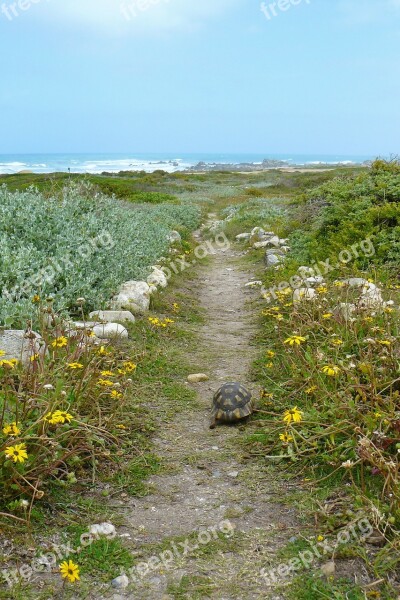 Turtle Animal Animals Away Vegetation