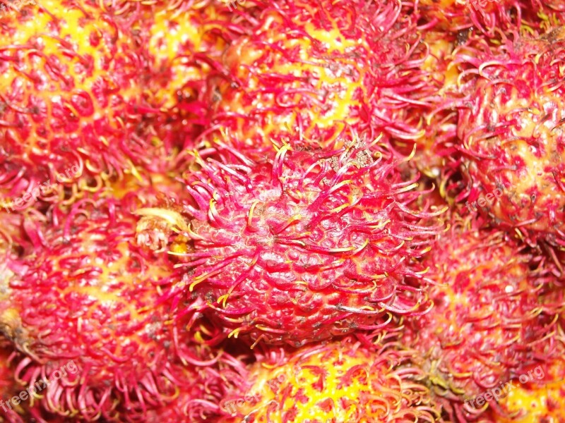 Fruit Rambutan Red Yellow Free Photos