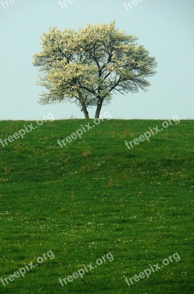 Tree Solitude Nature Isolated Form Free Photos