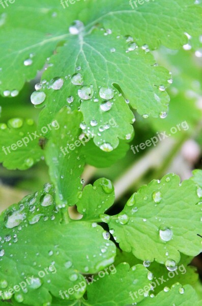 Leaf Drops Of Water Water Nature Green