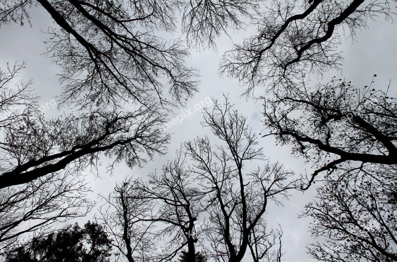 Trees Silhouettes Black And White Free Photos