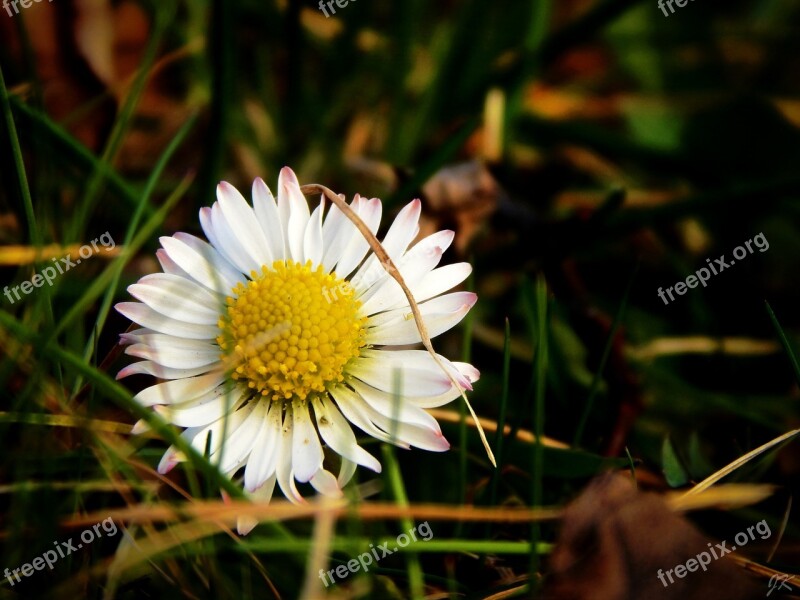 Spring Sun Macro Nature Garden