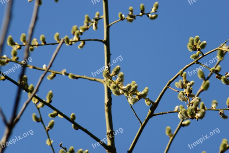 Pussy Willow Salix Catkins Goat Willow Willows