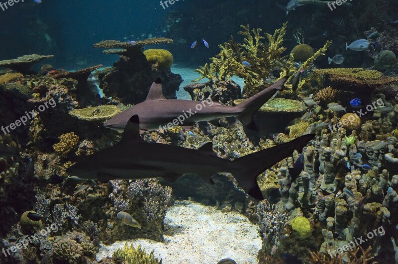 Aquarium Fish Reef Coral Underwater