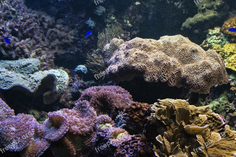 Aquarium Fish Reef Coral Underwater