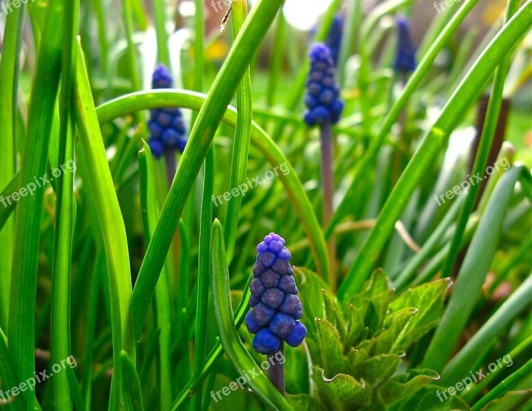 Muscari Grape Hyacinth Flowers Spring Bloom