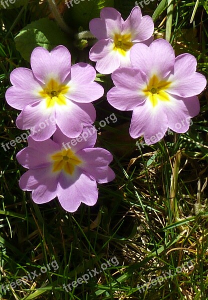 Primrose Flower Plant Primula Primroses