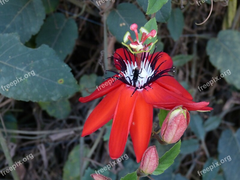 Flower Blossom Bloom Nature Plant