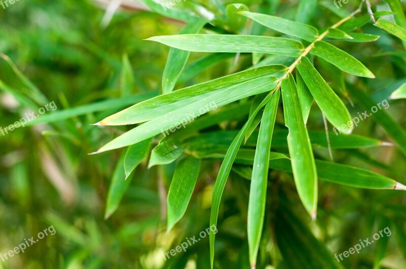 Singapore Botanic Garden Plants Leaves