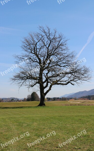 Silhouette Tree Single Nature Meadow