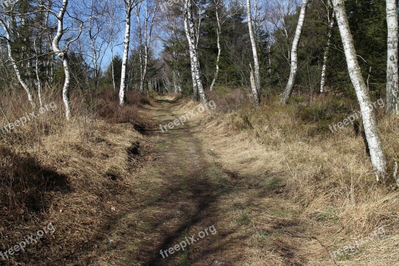 Away Path Birch Hiking Migratory Path