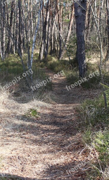 Away Path Hiking Migratory Path Trees