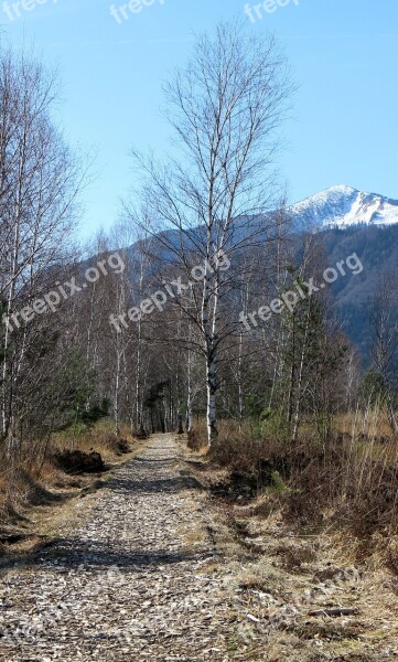 Away Path Birch Hiking Migratory Path