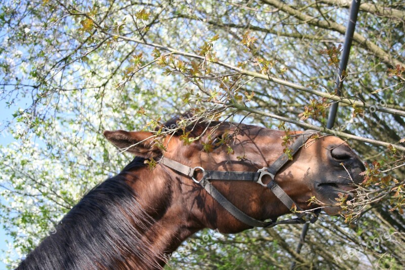 Spring The Horse Tree Sky Free Photos