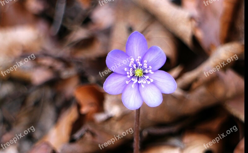 Hepatica Blossom Bloom Flower Bloom