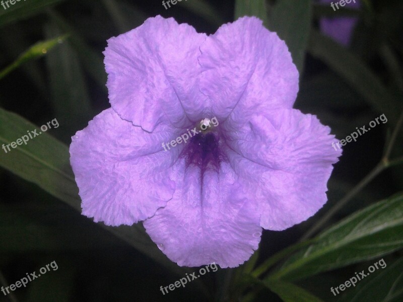 Flowers Pletekan Ruellia Tuberosa Purple Leaf