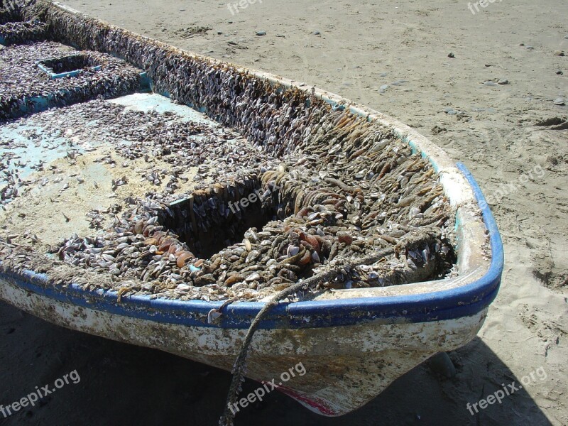 Boat Crustacean Beach Macro Close