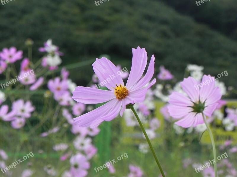 Cosmos Autumn Pink Free Photos