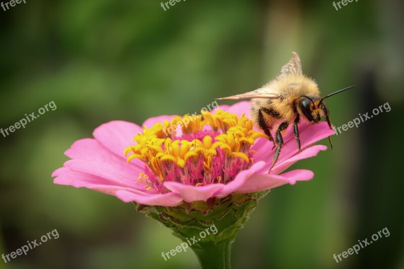 Flower Bee Bumblebee Insect Macro