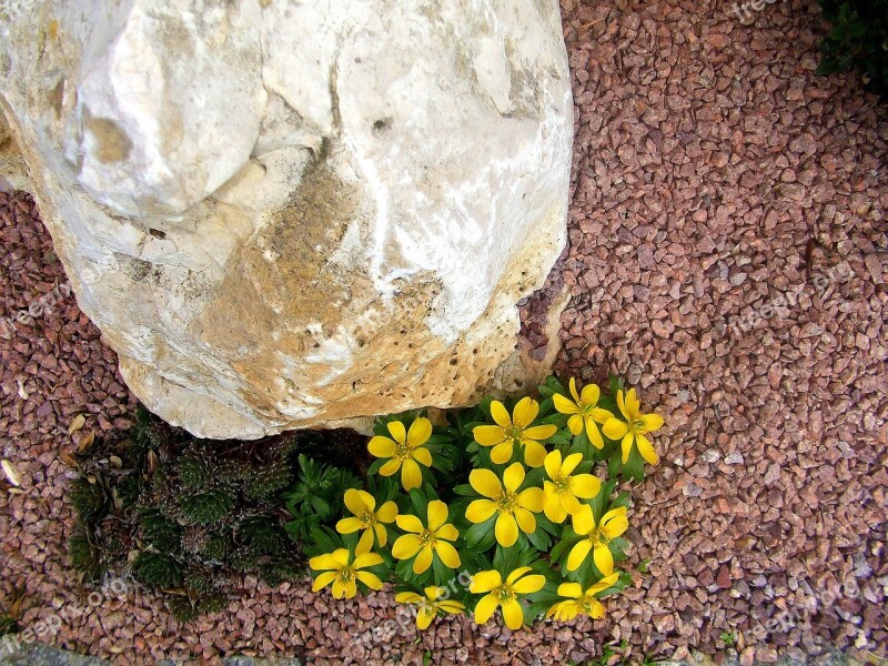 More Unusual Stone Yellow Spring Flowers Front Of The House Spring Free Photos