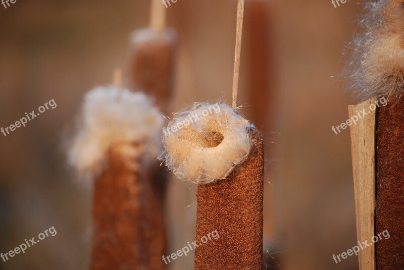 Typha Reeds Lake Batons Vegetation