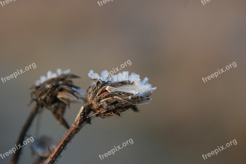 Winter Plant Snow Frost Dry