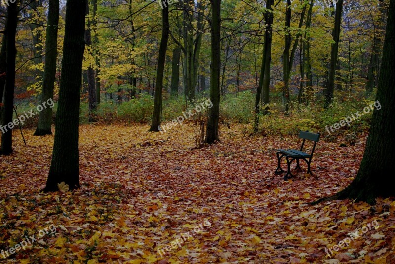 Autumn Foliage Leaf Park Bench