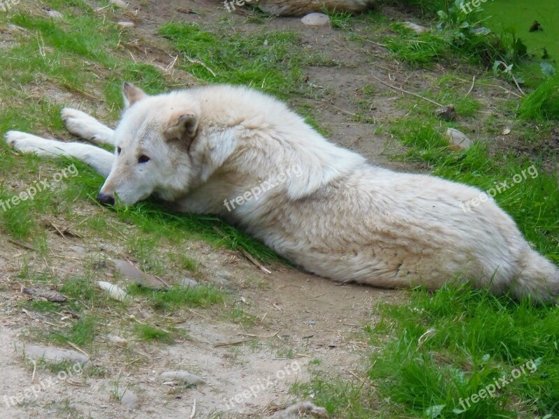 Wolf Animal Animals Rest Nature