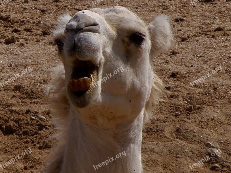 Dromedary Camel Animals Sand Animal