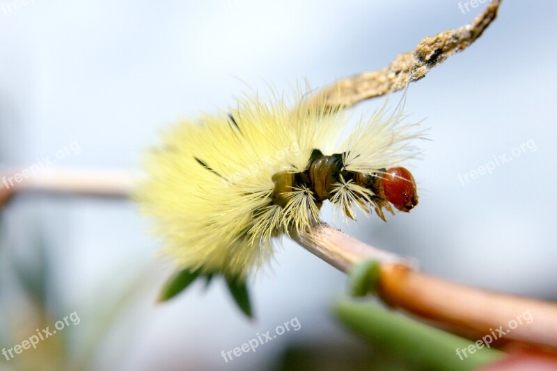 Caterpillar Macro Silk Free Photos