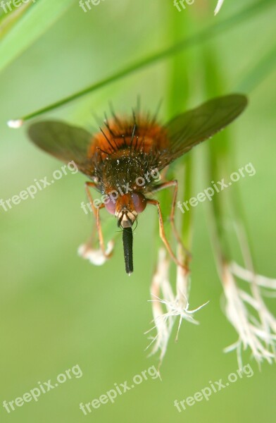 Fly Insects Macro Free Photos