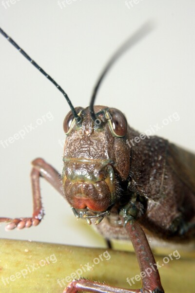 Lobster Grasshopper Macro Insect Free Photos