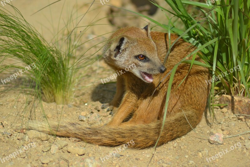 Yellow Mongoose Cynictis Penicillata Africa Mammal Small