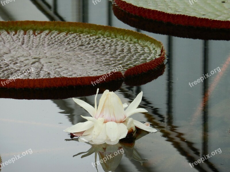 Water Lily Reflection Leaves White Aquatic