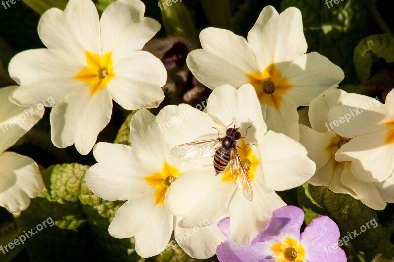 Primroses Primula Vulgaris Hybrid Yellowish Pastellfarben Genus