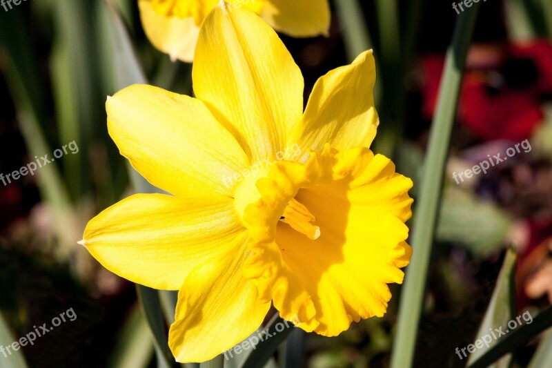 Narcissus Pseudonarcissus Daffodil Ostergloeckchen Heyday To Easter