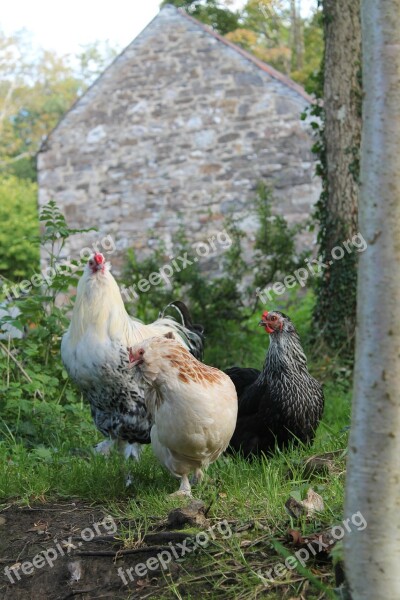 Chickens Brahma Stone Building Farmyard Hen