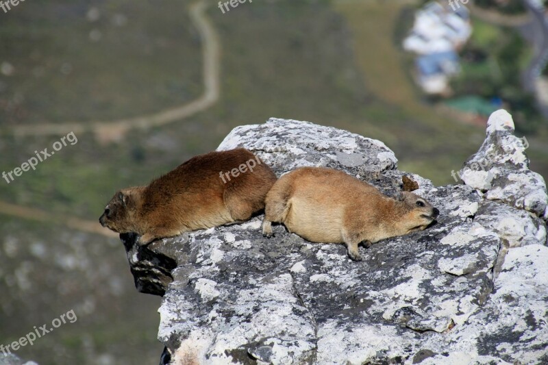 Hyrax Table Mountain Cape Town South Africa Animal