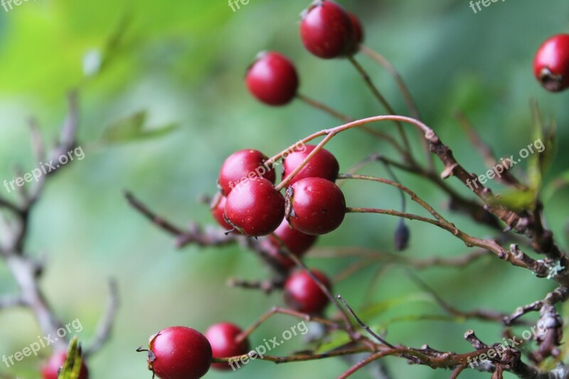 Hawthorn Berry Red Autumn Nature